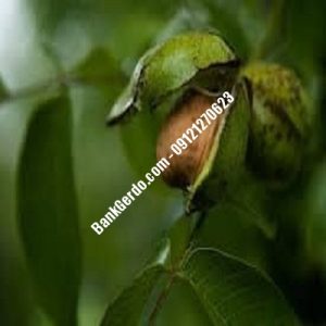 نهال گردو چندلر پردیس| نهالستان بزرگ کرج | 09121243597