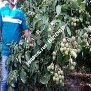 نهال گردو چندلر پیوندی اهر | نهالستان بزرگ کرج | 09121243597
