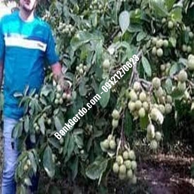 نهال گردو چندلر پیوندی اهر | نهالستان بزرگ کرج | 09121243597 نهال گردو چندلر پیوندی اهر | نهالستان بزرگ کرج | 09121243597