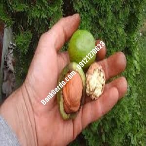 نهال گردو چندلر صباشهر | نهالستان بزرگ کرج | 09121243597