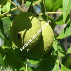 نهال گردو چندلر کیلان | نهالستان بزرگ کرج | 09121243597