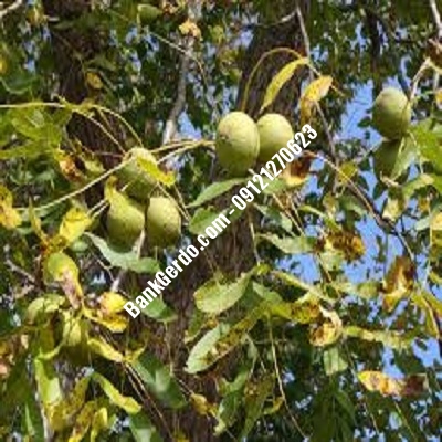 نهال گردو چندلر لواسان | نهالستان بزرگ کرج | 09121243597 نهال گردو چندلر لواسان | نهالستان بزرگ کرج | 09121243597