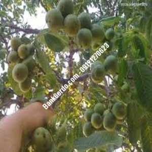 نهال گردو چندلر نصیرشهر| نهالستان بزرگ کرج | 09121243597