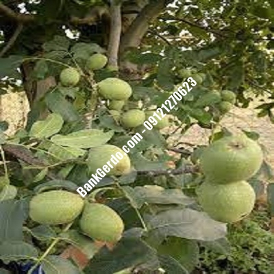 نهال گردو چندلر وحیدیه| نهالستان بزرگ کرج | 09121243597 نهال گردو چندلر وحیدیه| نهالستان بزرگ کرج | 09121243597
