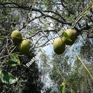 نهال گردو چندلر اردل| نهالستان بزرگ کرج | 09121243597