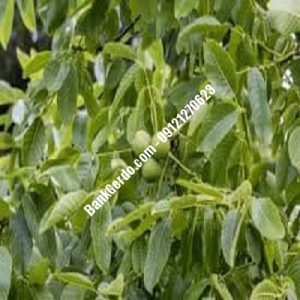 نهال گردو چندلر پیشوا| نهالستان بزرگ کرج | 09121243597