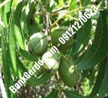 نهال گردو چندلر سامان| نهالستان بزرگ کرج | ۰۹۱۲۱۲۴۳۵۹۷