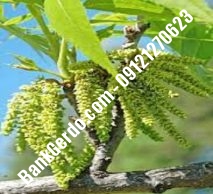 نهال گردو چندلر بن| نهالستان بزرگ کرج | ۰۹۱۲۱۲۴۳۵۹۷