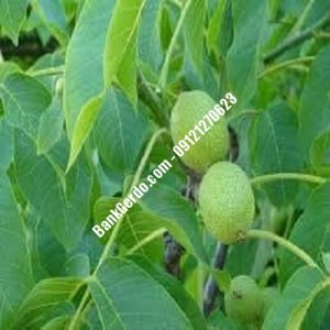 نهال گردو چندلر دماوند| نهالستان بزرگ کرج | 09121243597
