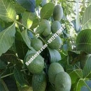 نهال گردو چندلر پیوندی بستان‌آباد | نهالستان بزرگ کرج |09121243597