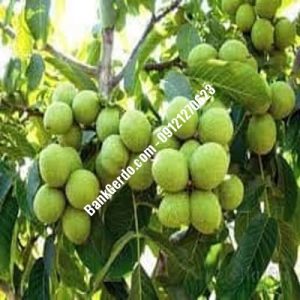 نهال گردو چندلر پیوندی بناب | نهالستان بزرگ کرج | 09121243597