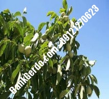 نهال گردو چندلر فارسان| نهالستان بزرگ کرج | ۰۹۱۲۱۲۴۳۵۹۷