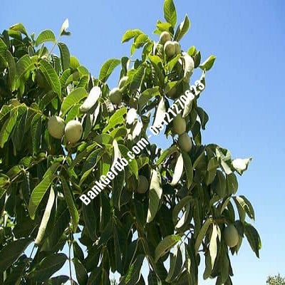 نهال گردو چندلر فارسان| نهالستان بزرگ کرج | 09121243597 نهال گردو چندلر فارسان| نهالستان بزرگ کرج | 09121243597