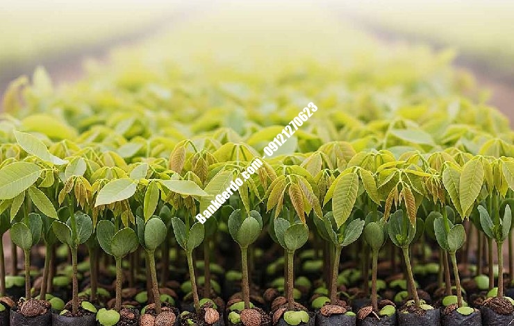 خرید نهال گردو پاکوتاه در کرج | قیمت به‌روز ۱۴۰۶