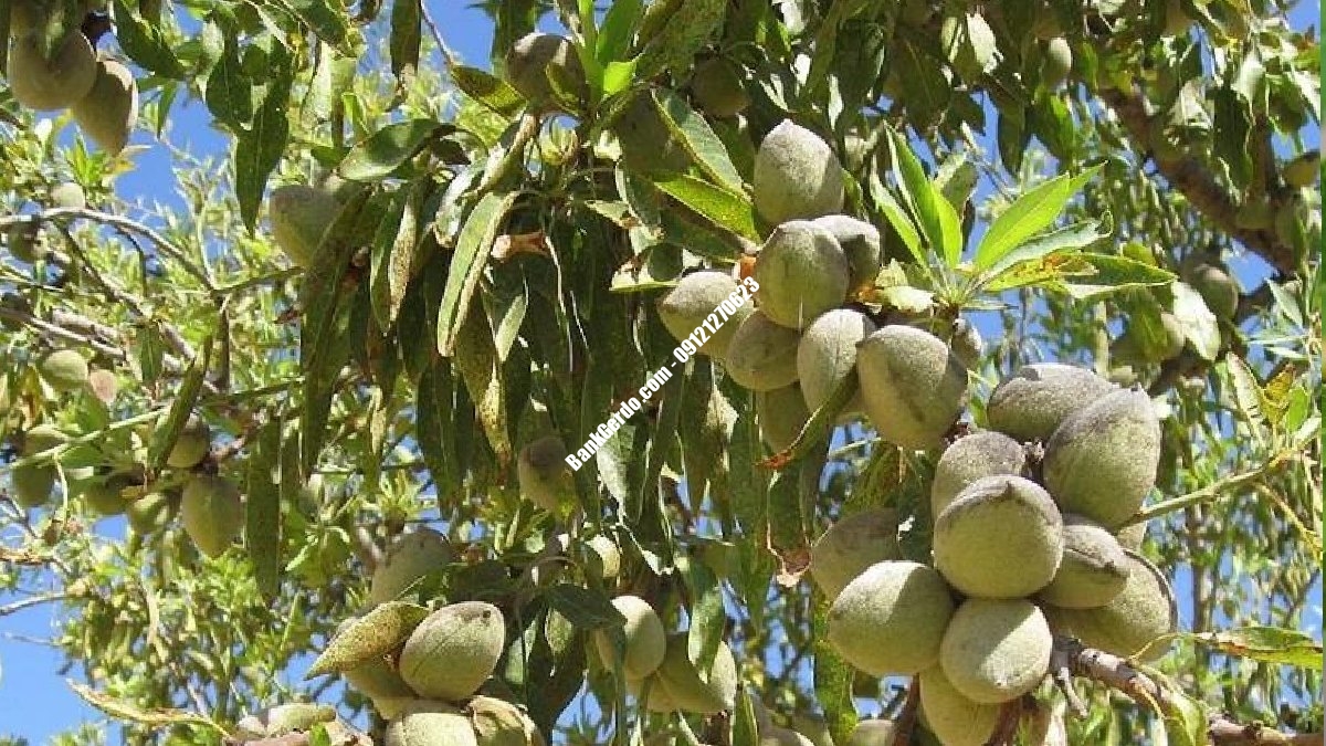 خرید نهال بادام آذر در کرج + قیمت ۱۴۰۶