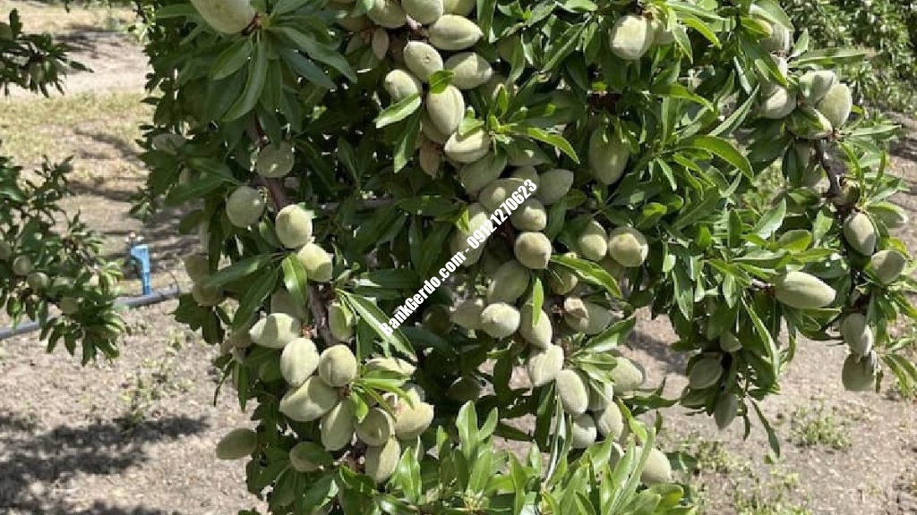 خرید نهال بادام تونو در کرج | قیمت جدید ۱۴۰۶