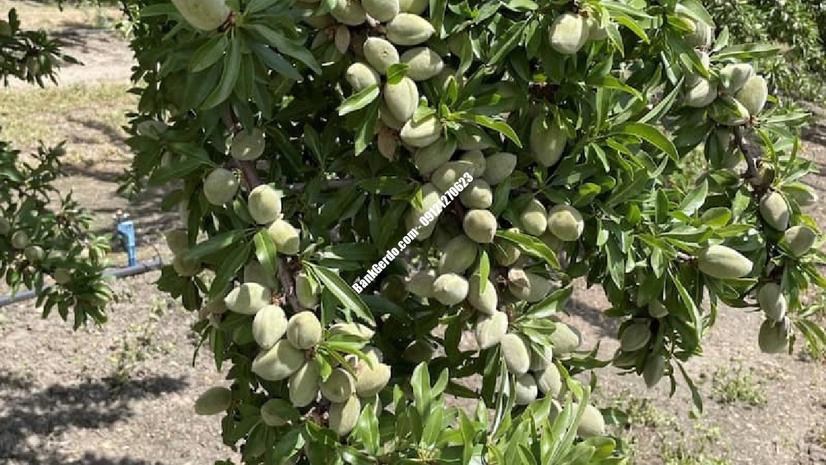 خرید نهال بادام تونو در کرج | قیمت جدید ۱۴۰۶