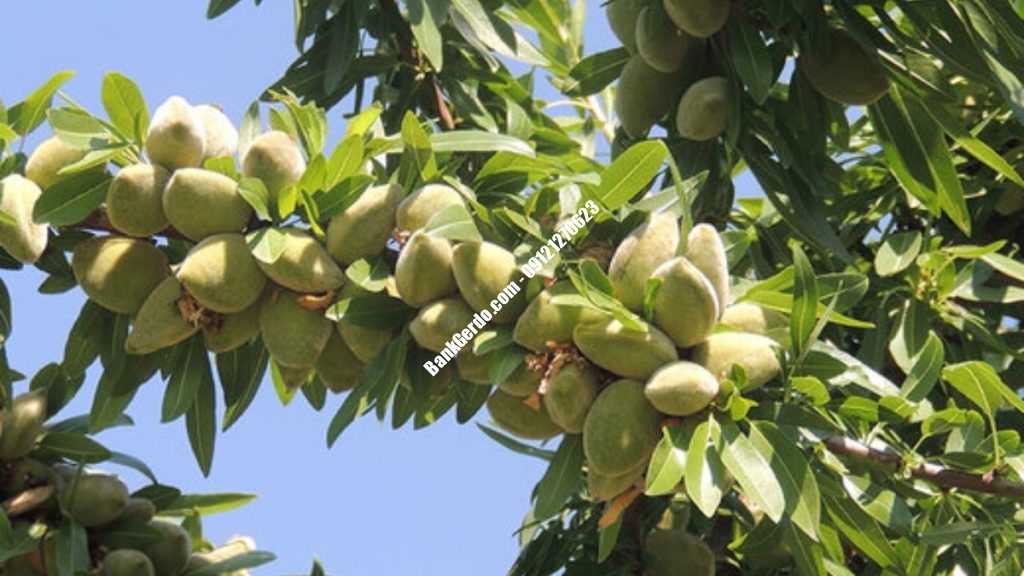 خرید نهال بادام درختی در کرج | قیمت روز ۱۴۰۶