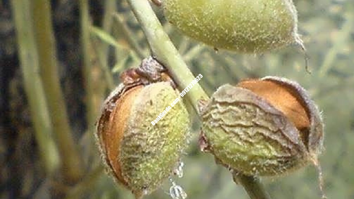 خرید نهال بادام کوهی در کرج + قیمت ۱۴۰۶