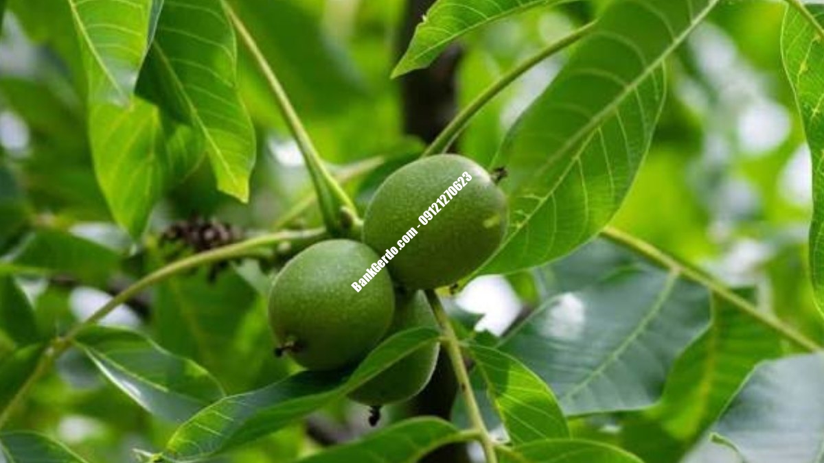 خرید نهال گردو اصلاح‌شده در کرج | نرخ ۱۴۰۵