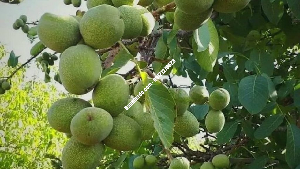 خرید نهال گردو بذری در کرج | قیمت اقتصادی ۱۴۰۶