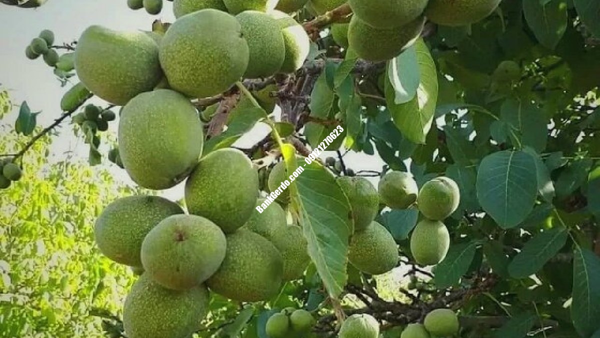 خرید نهال گردو بذری در کرج | قیمت اقتصادی ۱۴۰۶