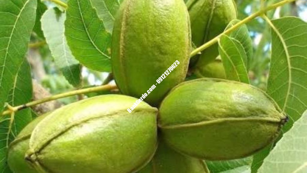 خرید نهال گردو تویسرکان در کرج