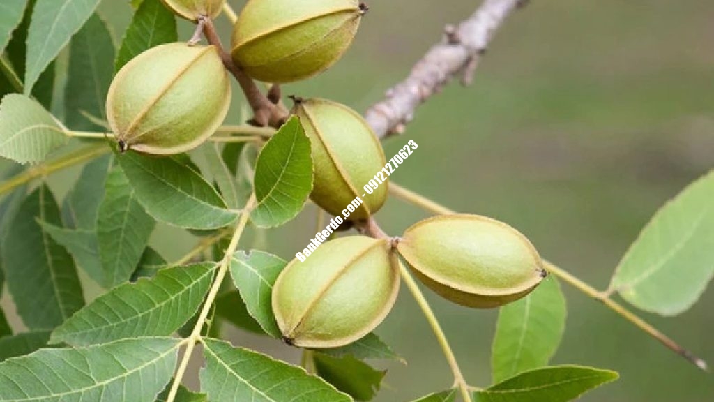 خرید نهال گردو جهاد کشاورزی کرج | قیمت ۱۴۰۶