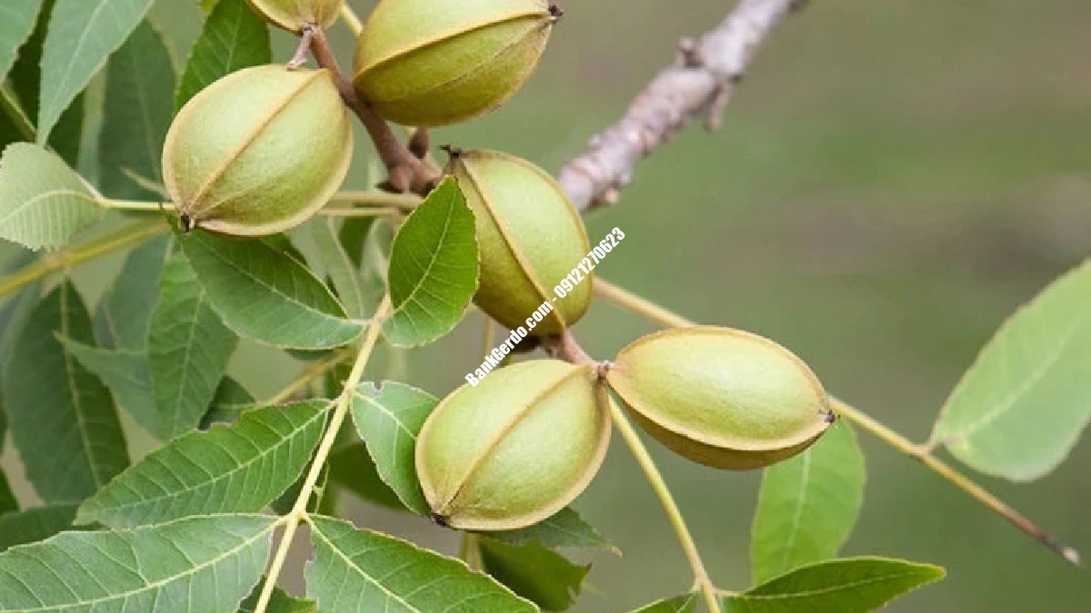 خرید نهال گردو جهاد کشاورزی کرج | قیمت ۱۴۰۶