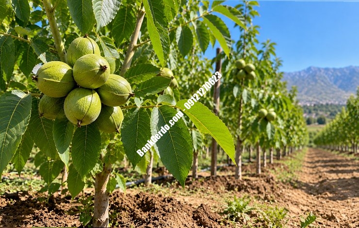 خرید نهال گردو خوشه‌ای در کرج | قیمت ۱۴۰۶