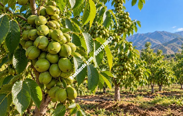 خرید نهال گردو خوشهای در کرج | قیمت ۱۴۰۶