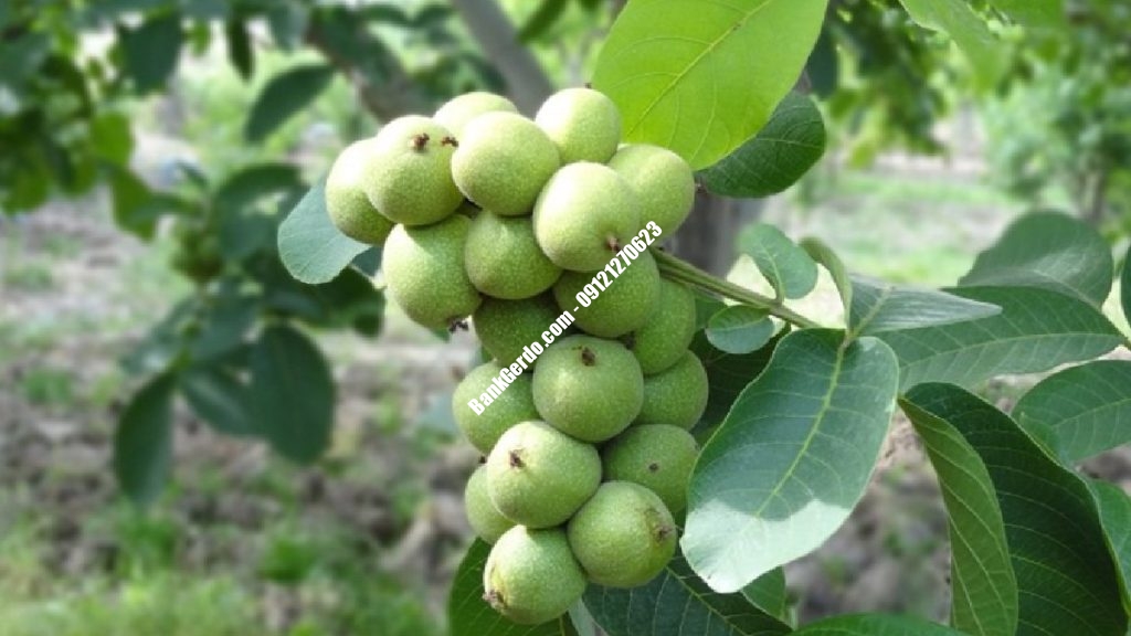 خرید نهال گردو دیرگل در کرج | قیمت به‌روز ۱۴۰۶