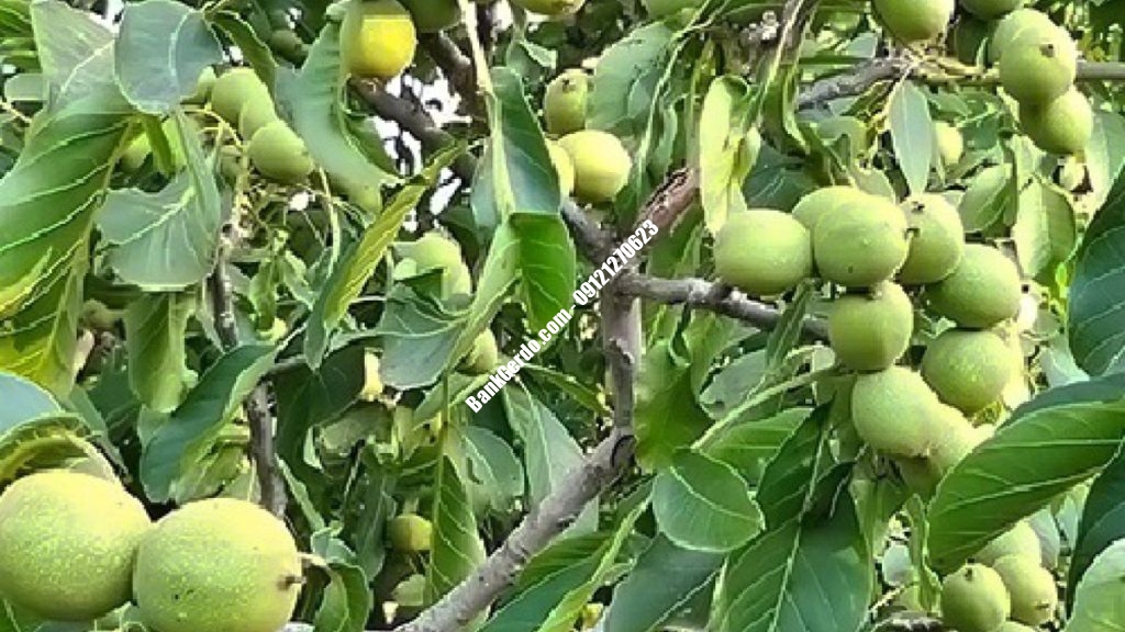 خرید نهال گردو زودبازده در کرج + قیمت ۱۴۰۶