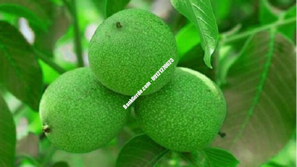 خرید نهال گردو سردسیری در کرج | قیمت ۱۴۰۶