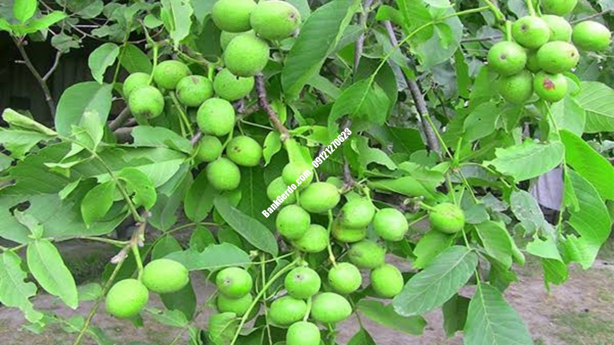 خرید نهال گردو شناسنامه_دار در کرج _ قیمت ۱۴۰۶