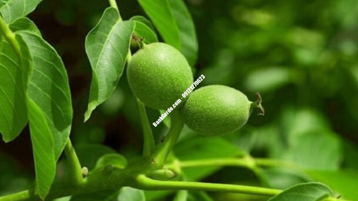 خرید نهال گردو پایه رویشی در کرج + قیمت ۱۴۰۶