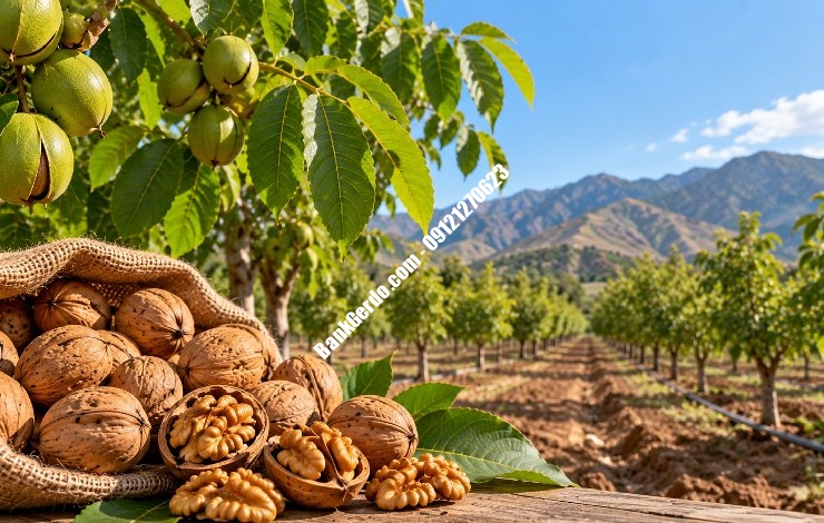 خرید نهال گردو چندلر در کرج | قیمت روز ۱۴۰۶