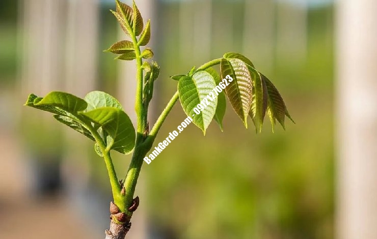 خرید نهال گردو ژنوتیپ برتر در کرج + قیمت ۱۴۰۶