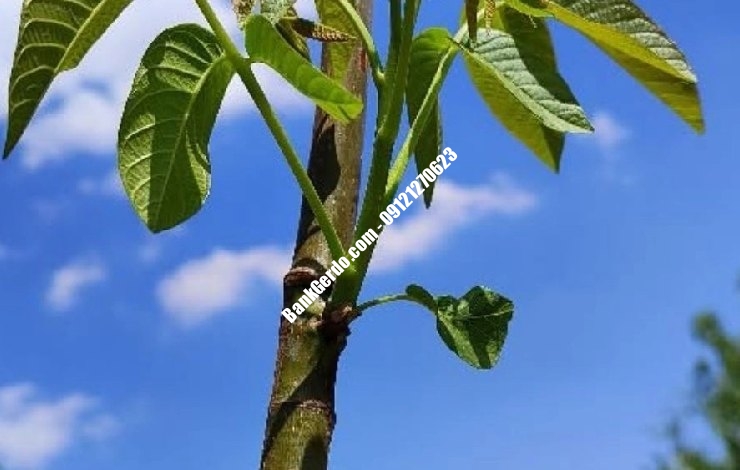 خرید نهال گردو گرمسیری در کرج + قیمت ۱۴۰۶