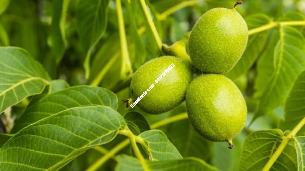 خرید نهال گردو گلدانی در کرج + قیمت جدید ۱۴۰۶