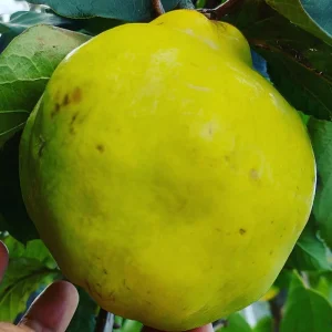 به کله گاوی پیوندی + بررسی اندازه و کیفیت میوه