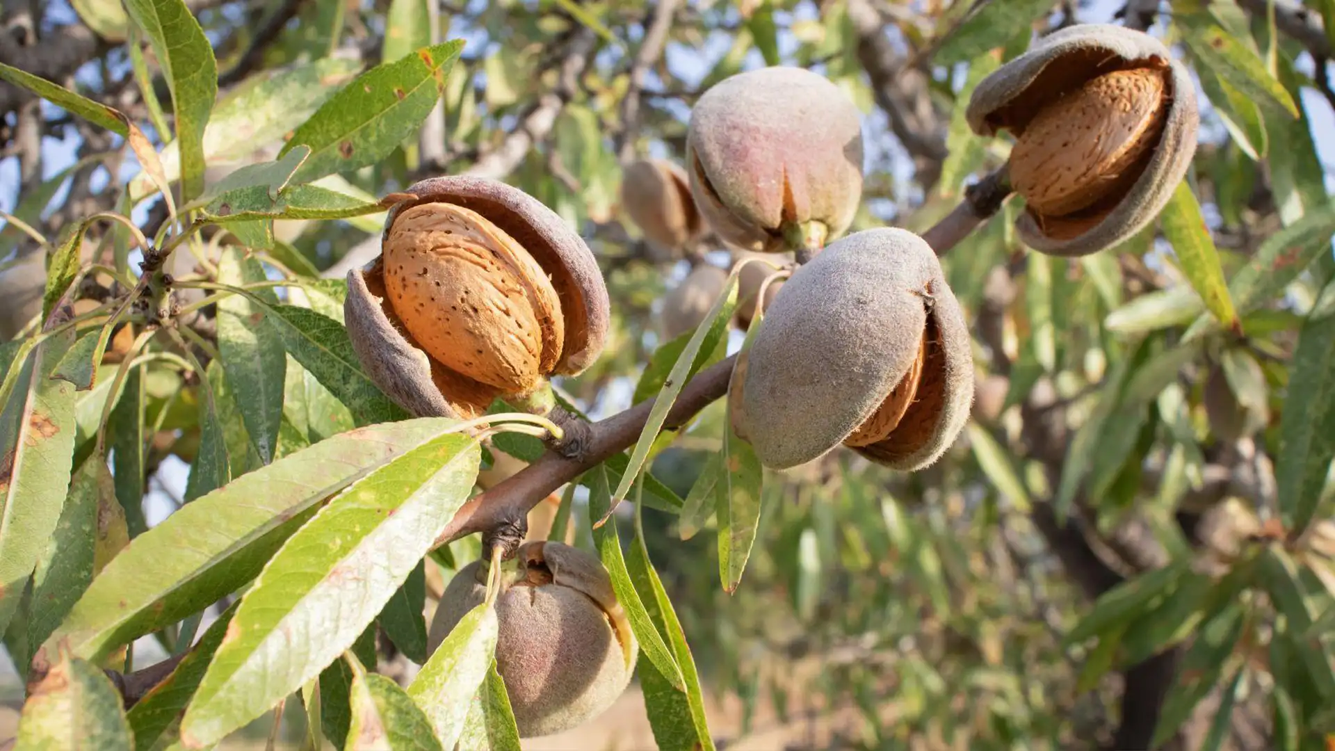 خرید انواع نهال بادام پیوندی و اصلاح‌شده