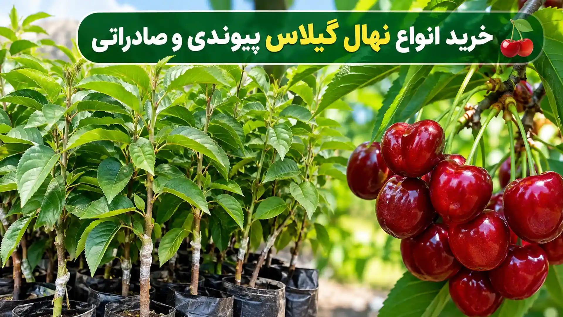 خرید انواع نهال گیلاس پیوندی و صادراتی