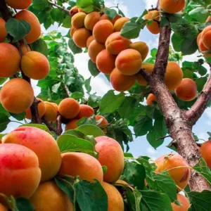خرید نهال زردآلو قیسی آجیلی و خشکباری + معرفی رقم