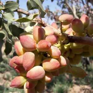 خرید نهال پسته احمد آقایی + نمایش خوشه و میوه رقم تجاری