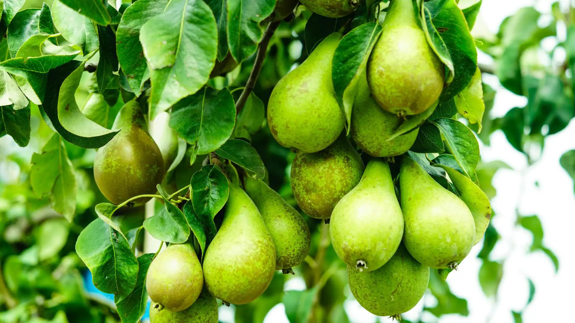 خرید نهال گلابی تجاری + مقایسه نهال‌های اصلاح‌شده و پیوندی مناسب باغ