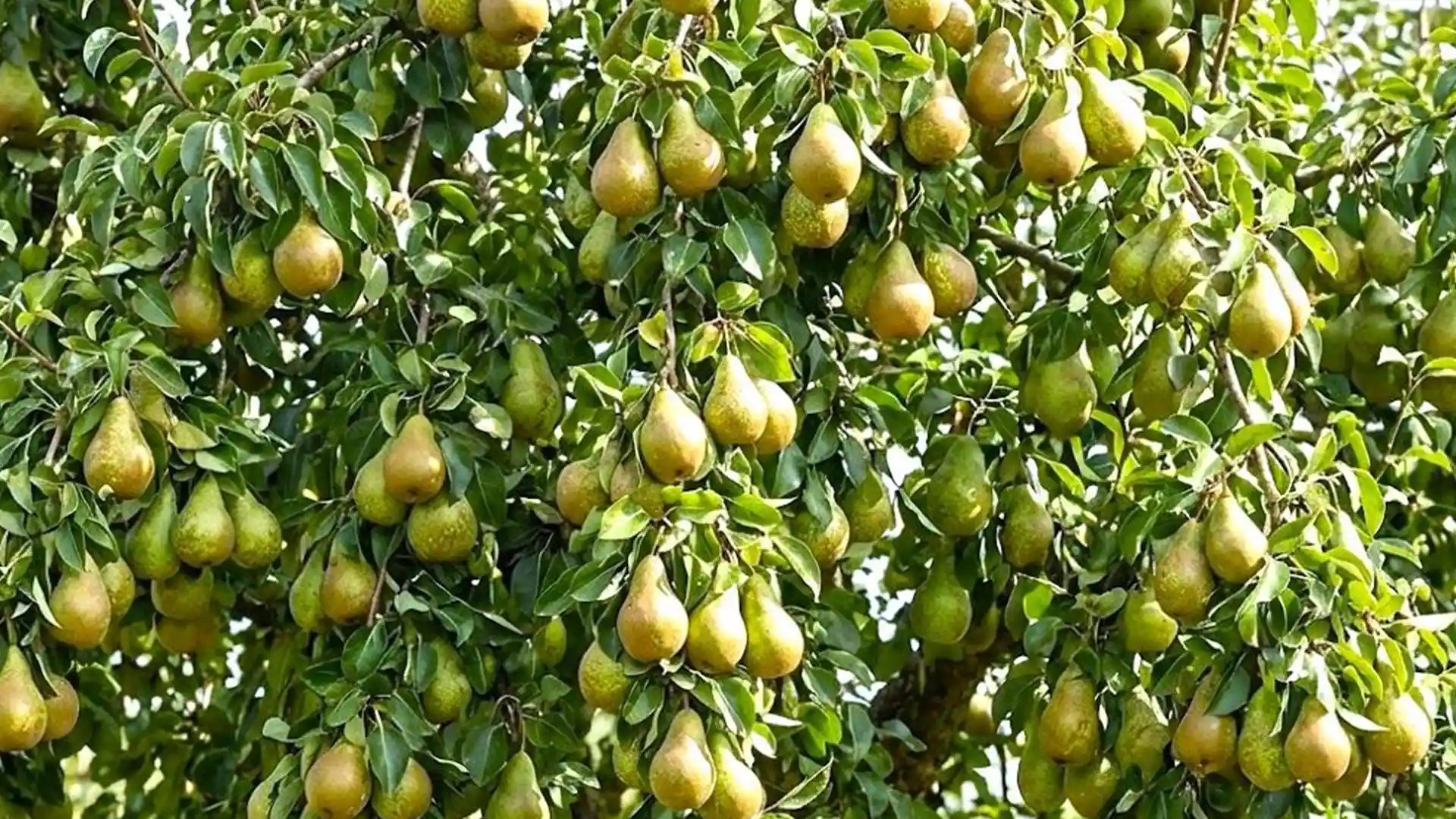 خرید نهال گلابی تجاری + مقایسه نهال‌های اصلاح‌شده و پیوندی مناسب باغ