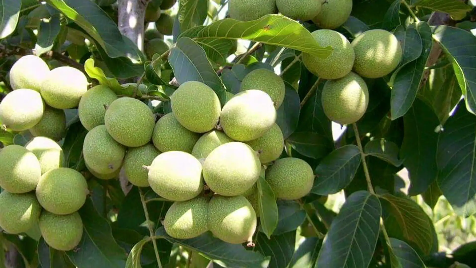 راهنمای انتخاب نهال سالم، پربار و مناسب اقلیم