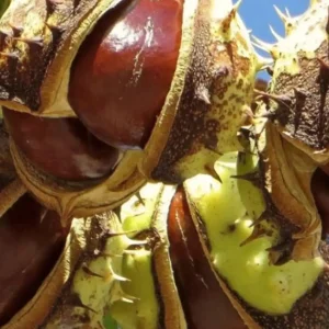 شاه بلوط هندی + نمای بذرهای تازه و سالم برای تولید نهال