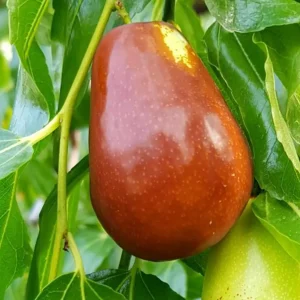 عناب گلابی شکل + انتخاب نهال سالم برای احداث باغ